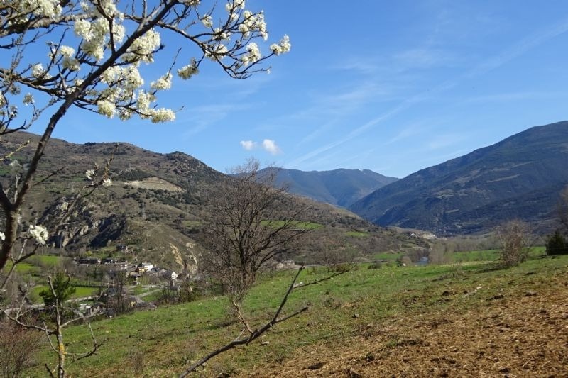 un arbre amb flors blancs a la ladera de la montagna