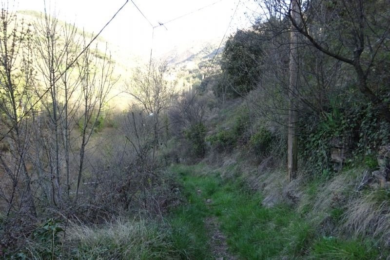 a path going through a lush green forest