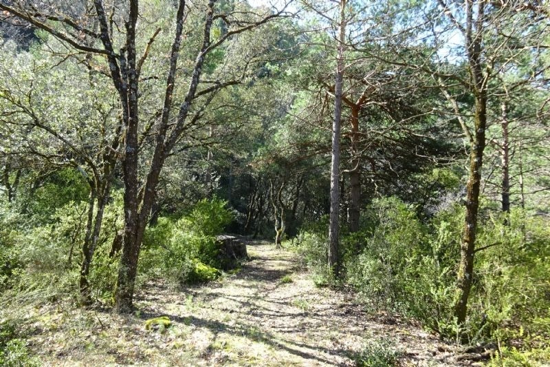 un camino a través de un bosque lleno de árboles y arbustos
