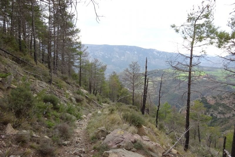 a path going through a forest with mountains in the background