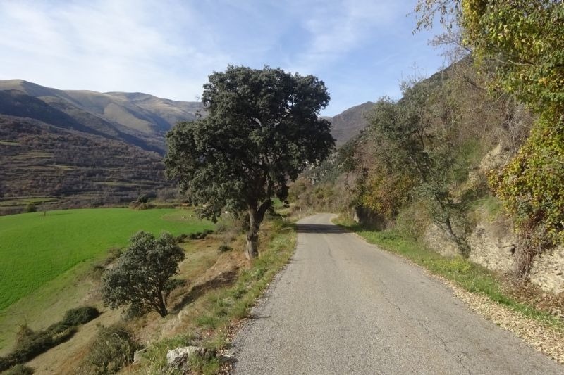 un arbre a l' esquerra de la carretera