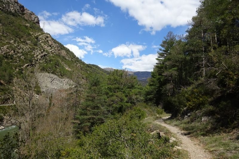 un camí a través d' un bosc a la ladera d' una montagna