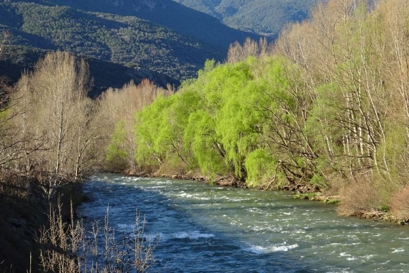 un río que fluye a través de un bosque con montañas en el fondo