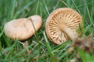 two brown mushrooms are sitting in the grass