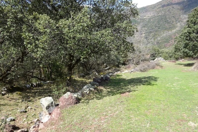 a lush green field with trees and rocks in the foreground