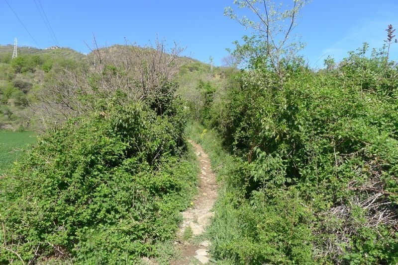 a path that is surrounded by trees and bushes
