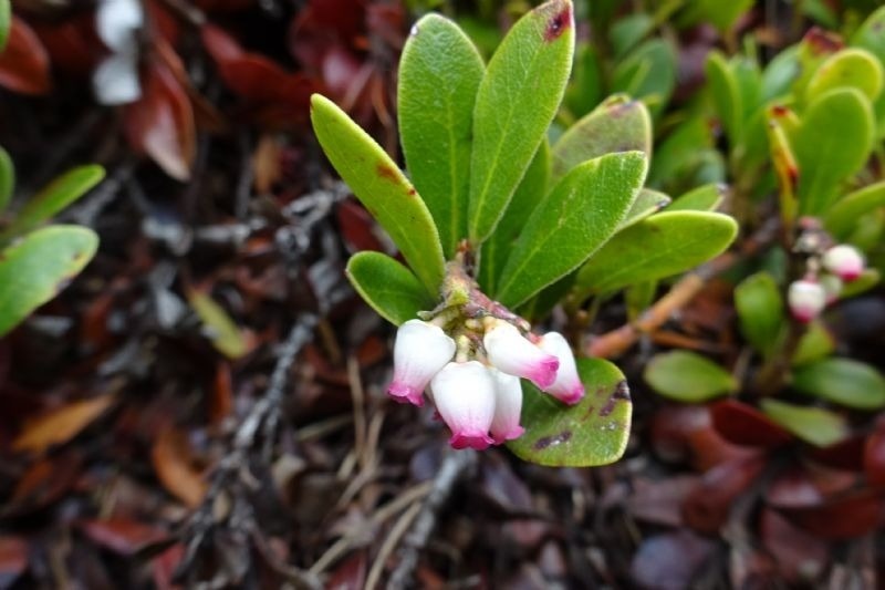 a plant with pink and white flowers and green leaves