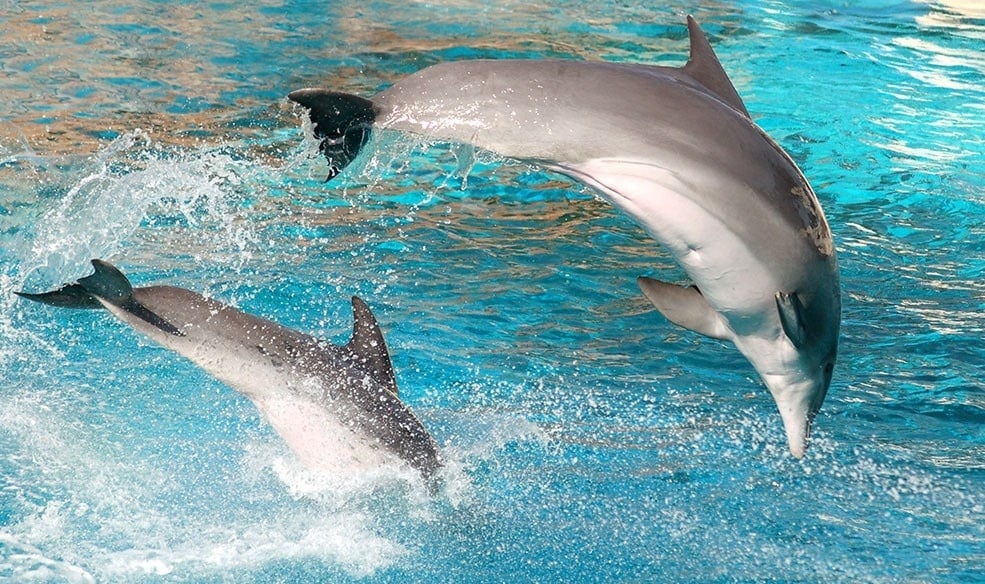 dos delfines saltan del agua en una piscina