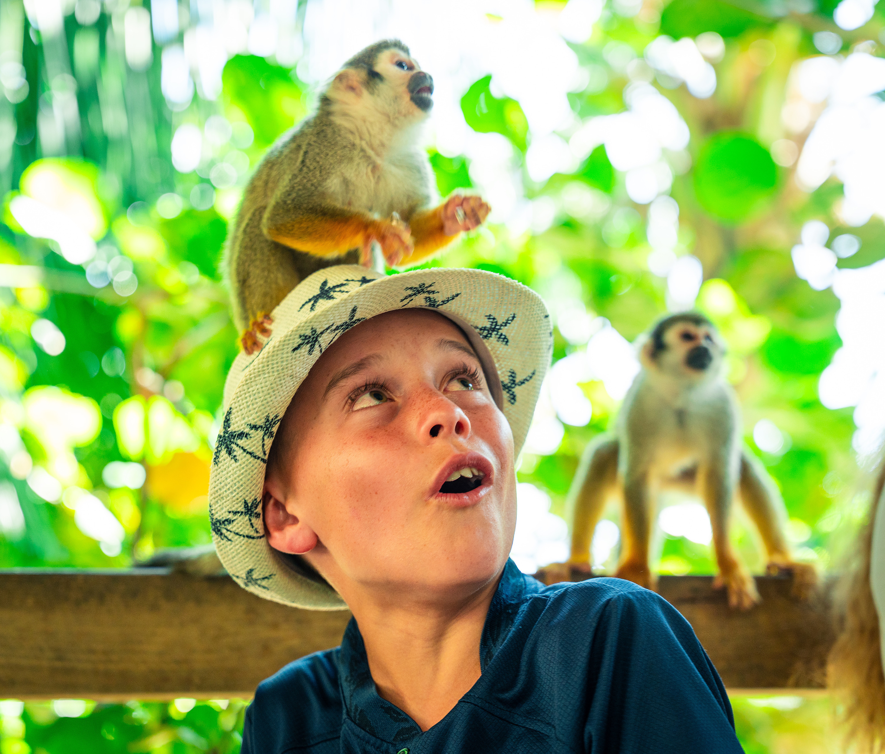 Monos ardilla amigables en el paraíso natural de Monkeyland en LHVC Resorts: Corpo.