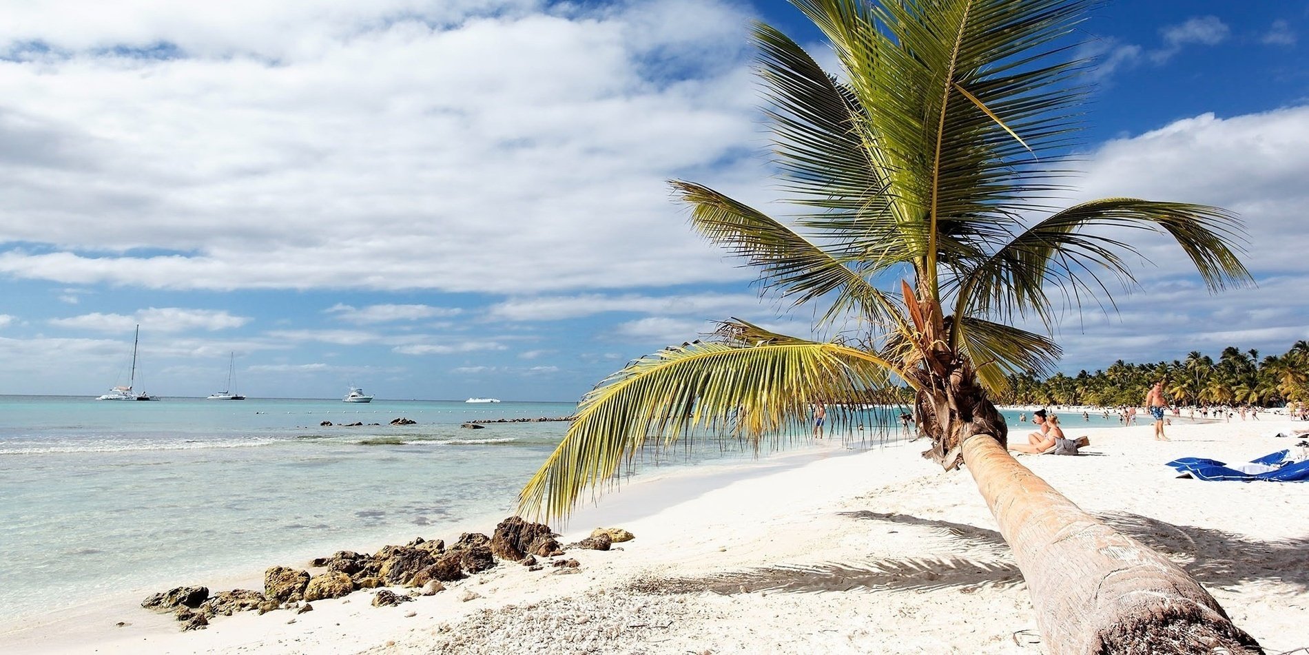 a palm tree on a beach with boats in the background