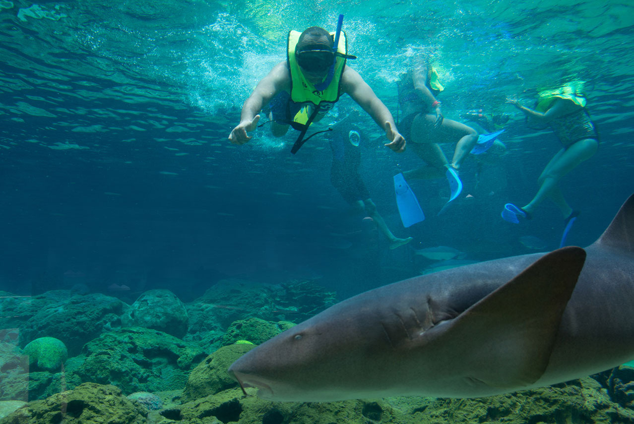 Bucea con tiburones en un acuario. ¡Experiencia inolvidable de LHVC Resorts: Corpo!