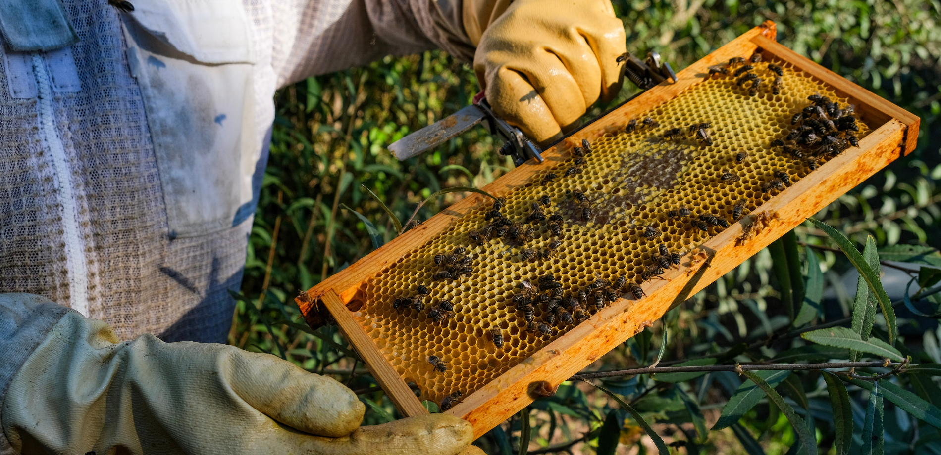un apicultor sostiene un panal con abejas en él