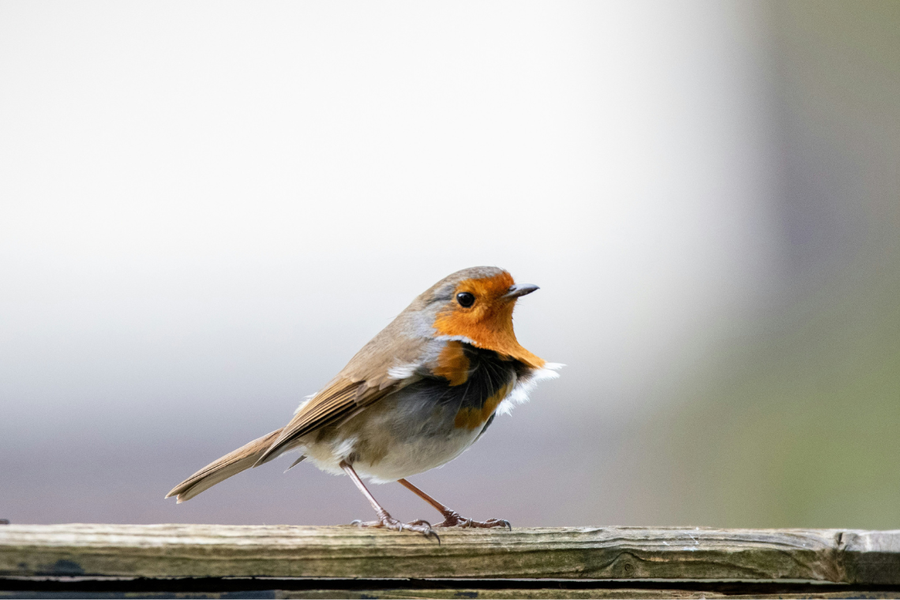 um pássaro com penas cinza e laranja está em um pedaço de madeira