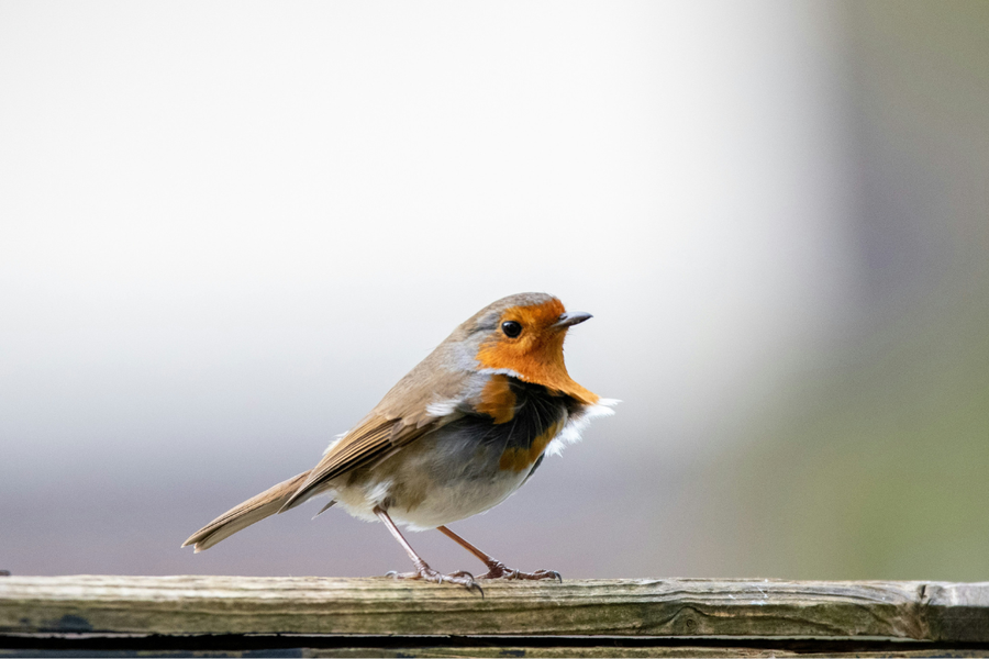 un pequeño pájaro sentado en una tabla de madera