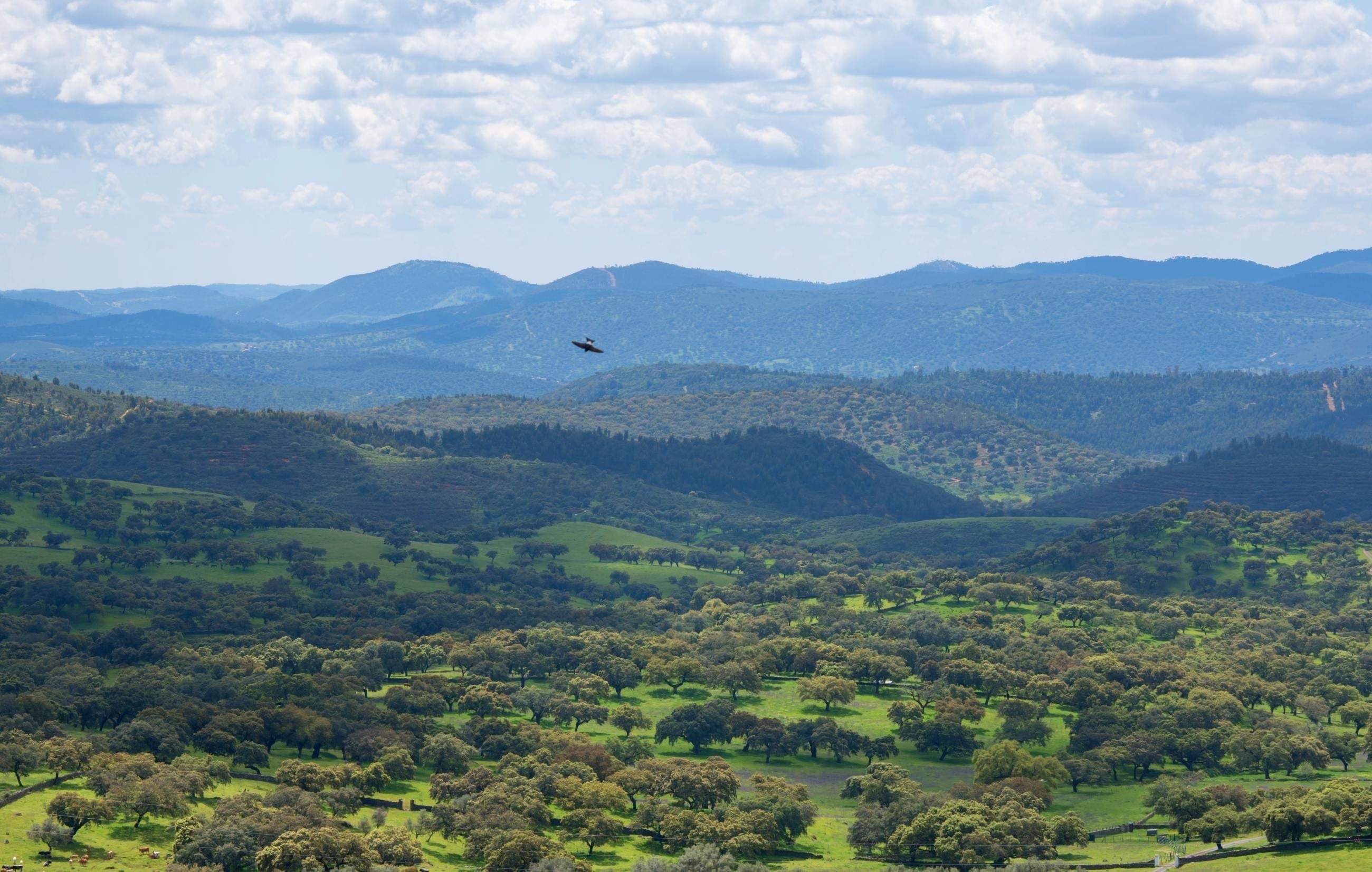 un pájaro vuela sobre un paisaje verde con montañas en el fondo