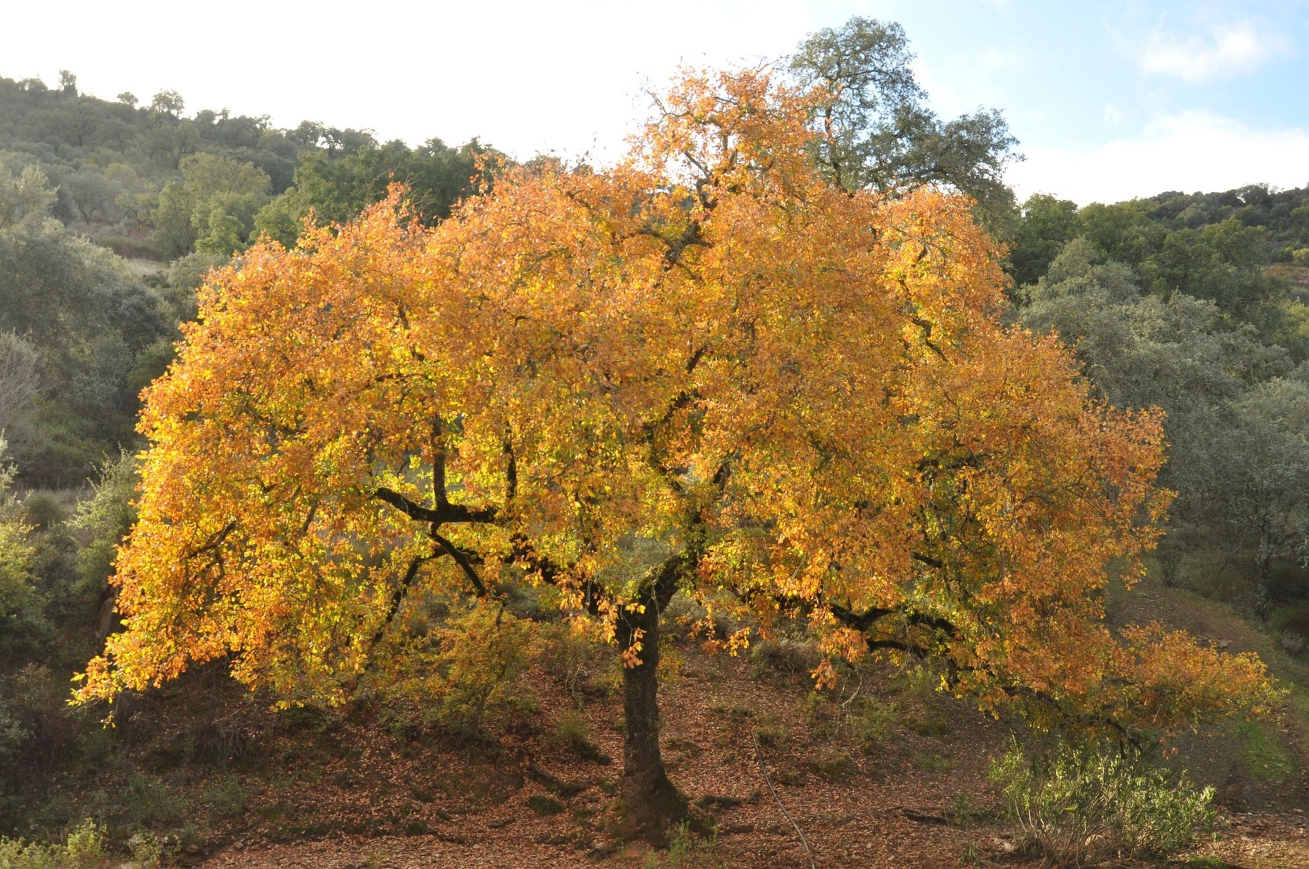un árbol con hojas amarillas y naranjas está en medio de un bosque