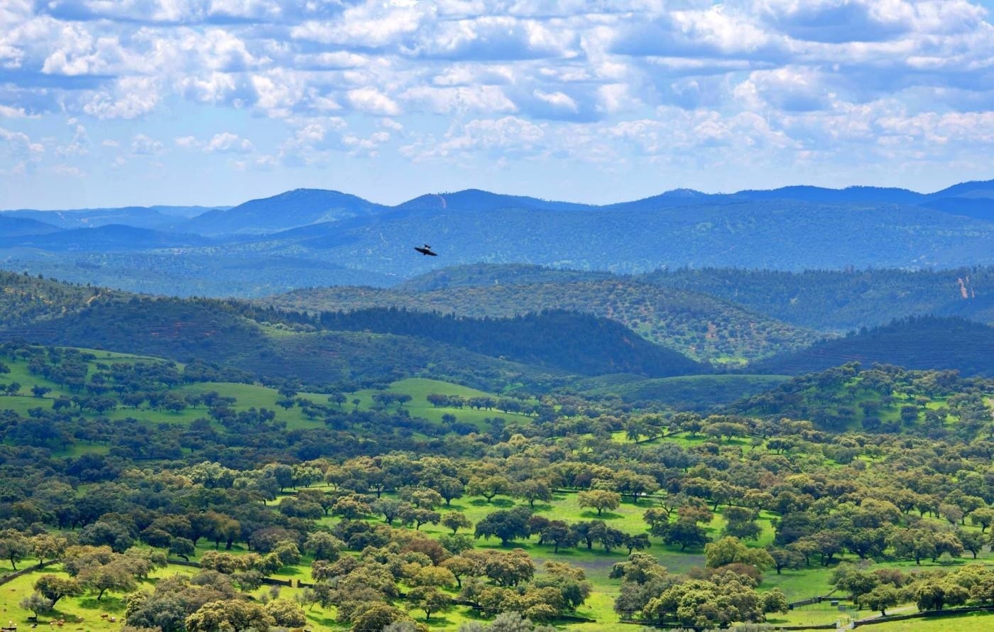 un pájaro vuela sobre un paisaje verde con montañas en el fondo
