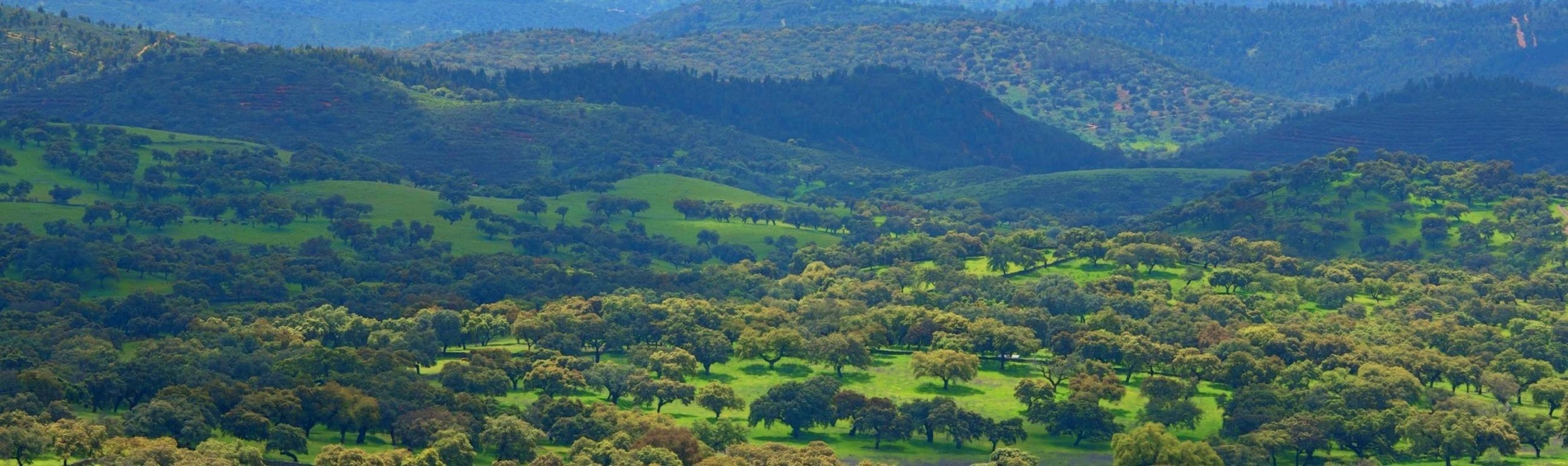 una vista aérea de un bosque verde con montañas en el fondo