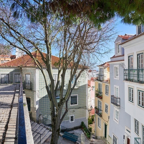 a tree stands in front of a row of buildings