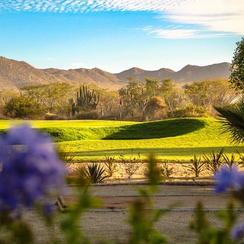 Un campo de golf verde y exuberante se extiende bajo un cielo azul con nubes, flanqueado por montañas áridas y vegetación desértica, con flores moradas borrosas en primer plano.