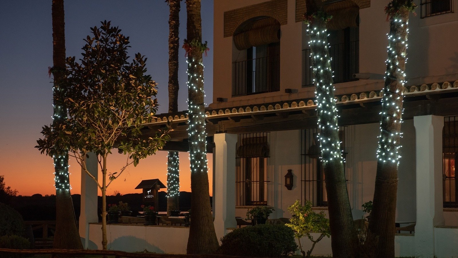 palm trees are decorated with white lights in front of a building