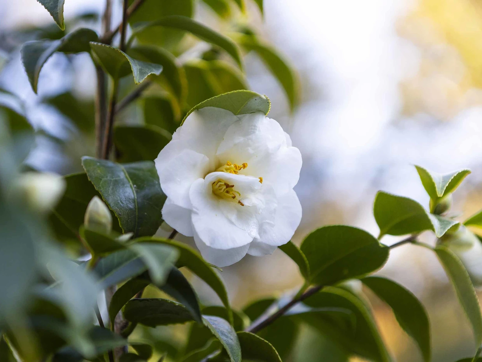 Una flor de camelia blanca con estambres amarillos se destaca entre el follaje verde y un fondo brillante y desenfocado.