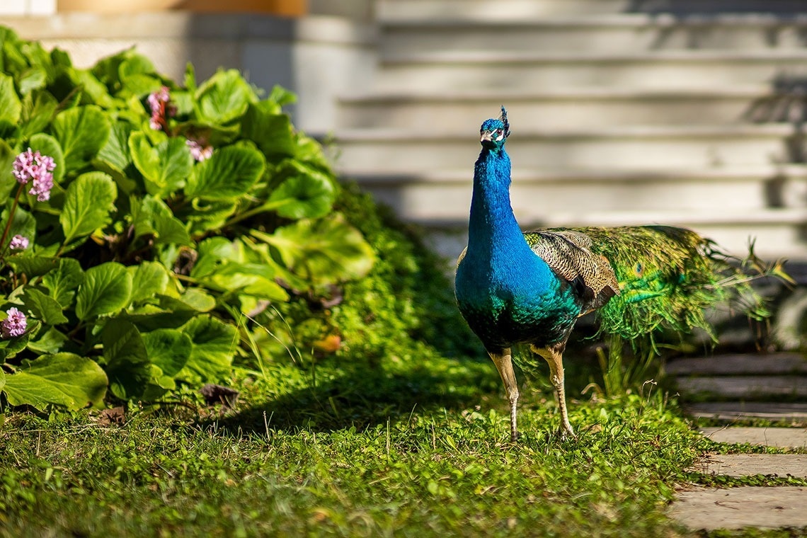 a peacock standing in the grass with flowers in the background