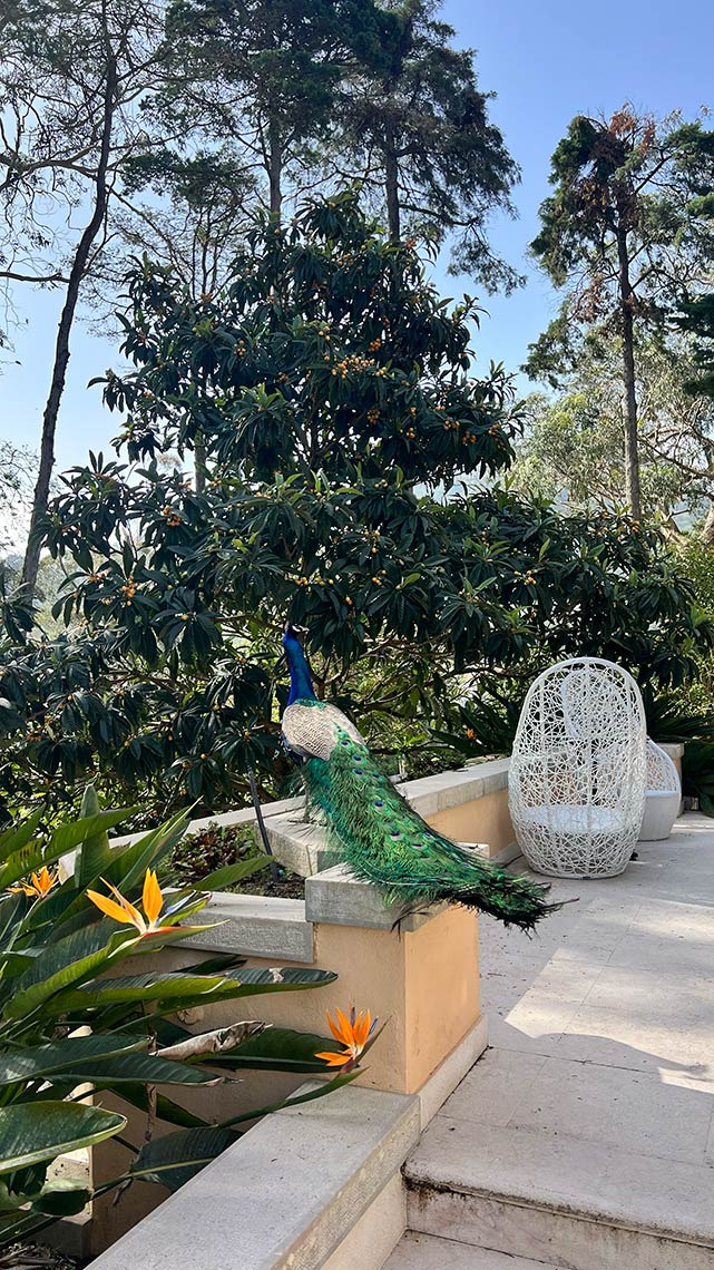 Pavão em jardim tropical com cadeiras brancas em hotel Marmoris: Corporative.