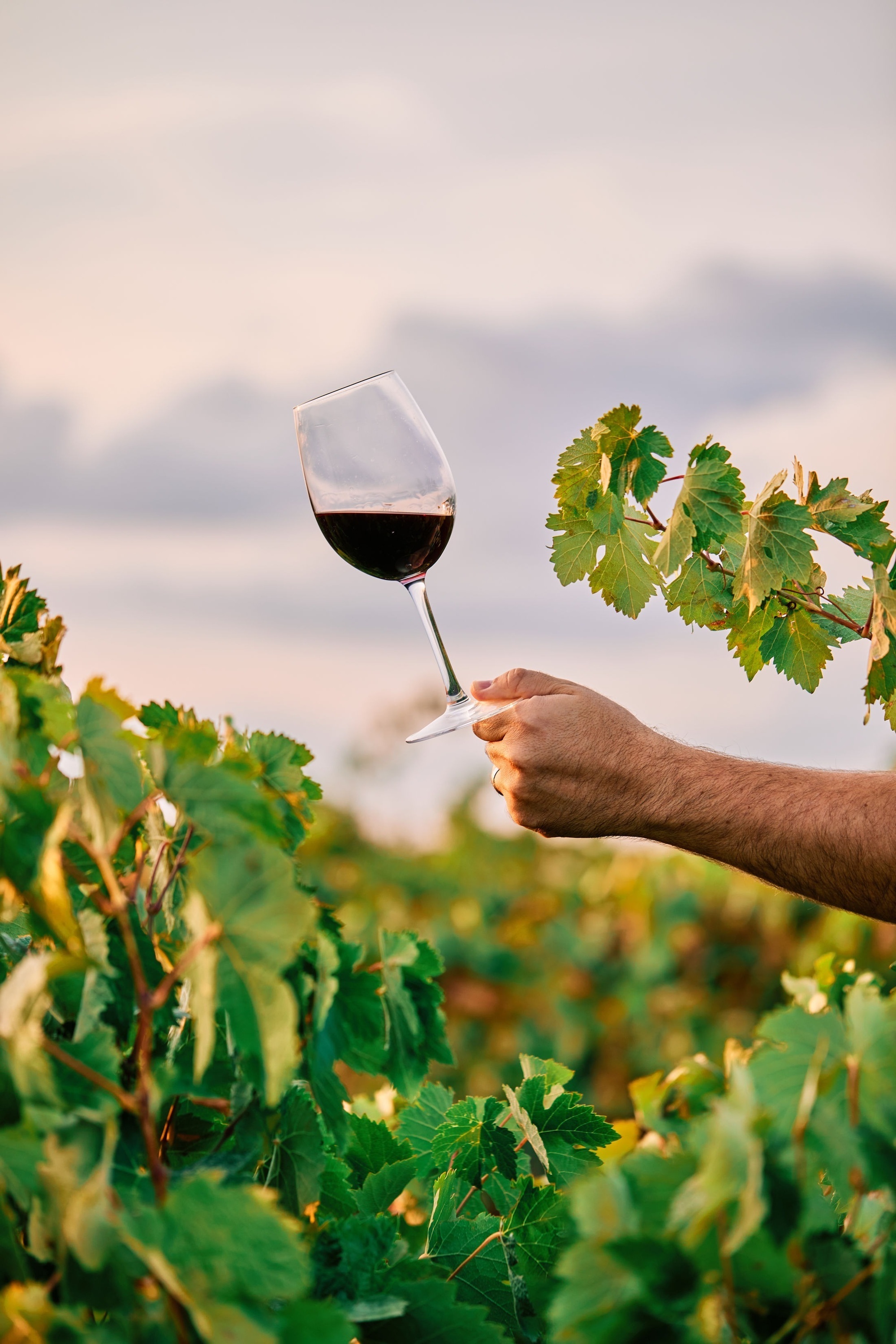 a hand holding a glass of red wine in a vineyard