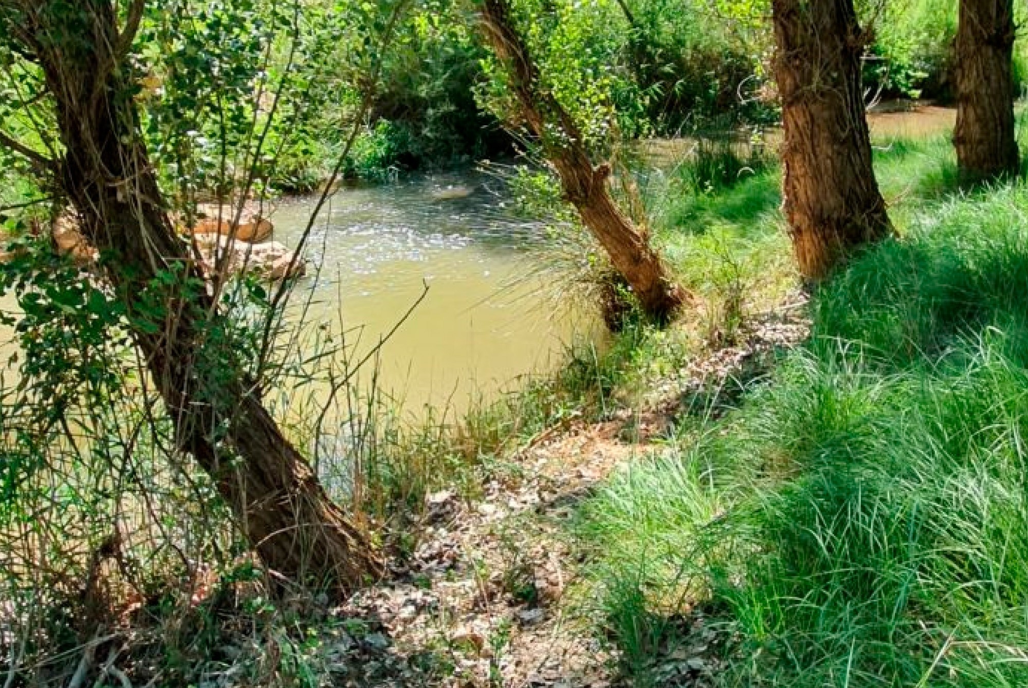un río que fluye a través de un bosque lleno de árboles y hierba .