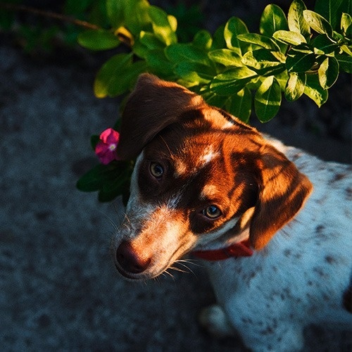 a brown poodle wearing a striped shirt with its tongue out