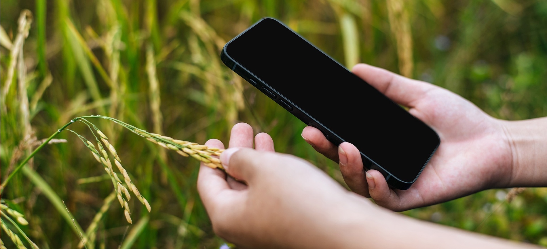 una persona sostiene una planta de arroz y un teléfono inteligente