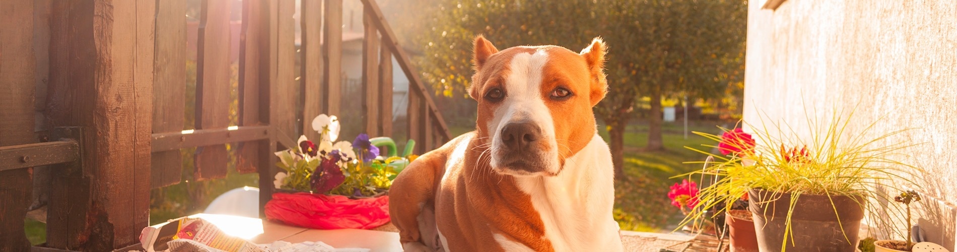 a woman is holding a brown and white dog in her arms
