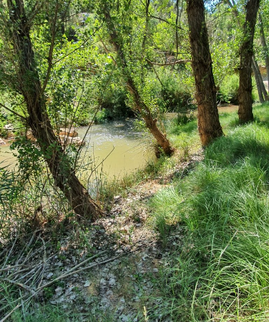 un río fluye a través de un bosque lleno de árboles y hierba