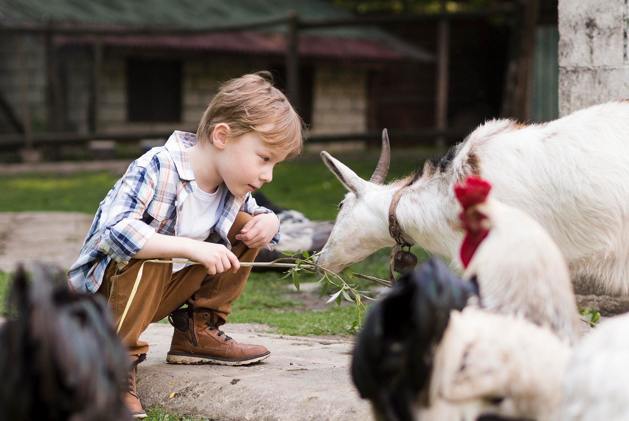 un niño alimenta a una cabra con un palo