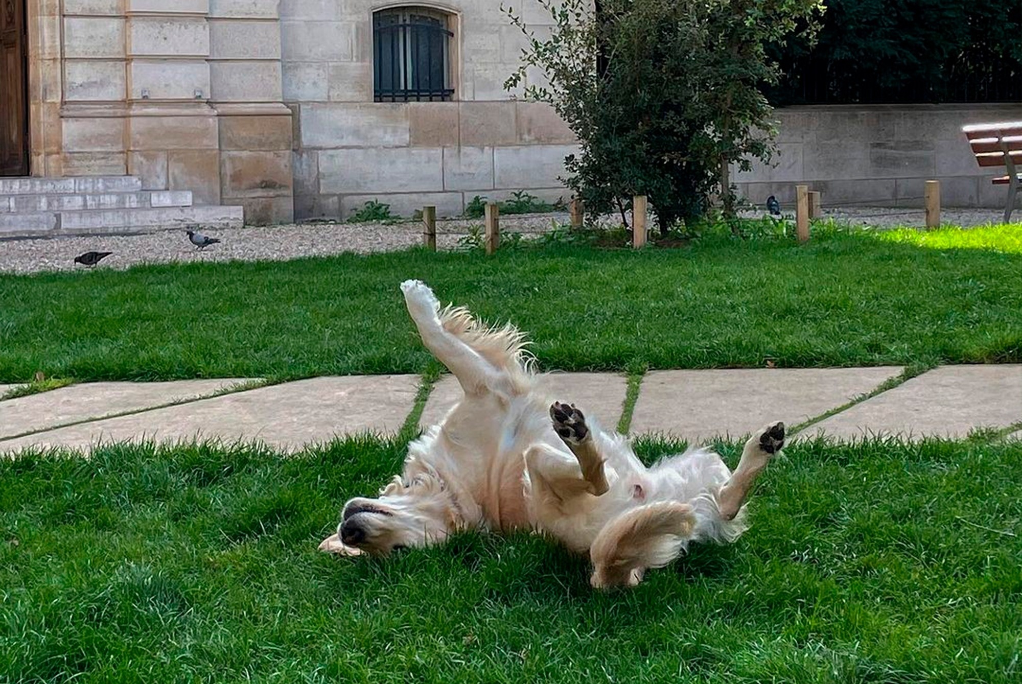 un río que fluye a través de un bosque lleno de árboles y hierba .