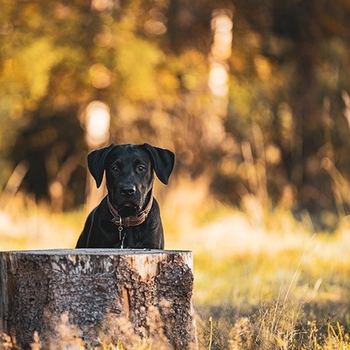 a brown poodle wearing a striped shirt with its tongue out