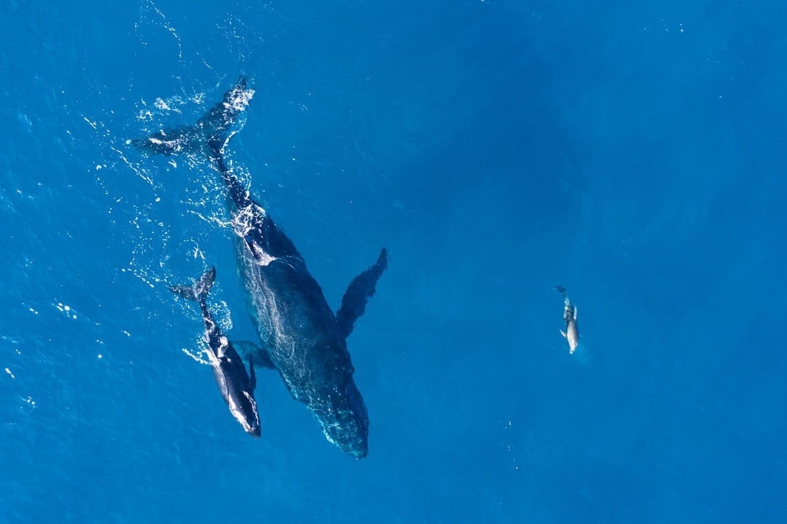 two humpback whales and a dolphin are swimming in the ocean