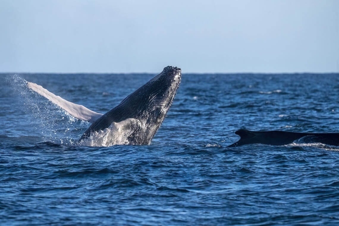 two humpback whales are swimming in the ocean