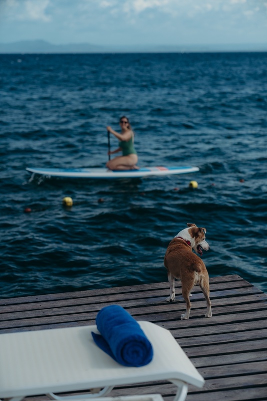 a dog standing on a dock with a woman on a paddle board in the background