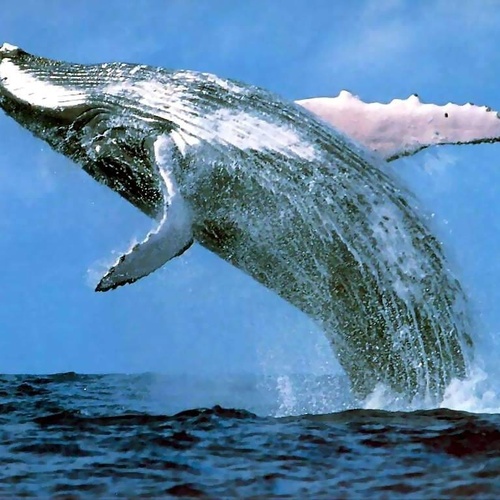 a humpback whale is jumping out of the water