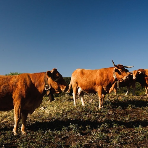 un grupo de vacas marrones están paradas en un campo