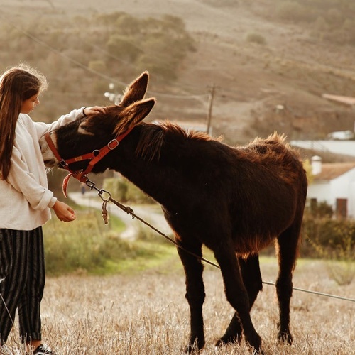 una niña alimenta a un burro en un campo