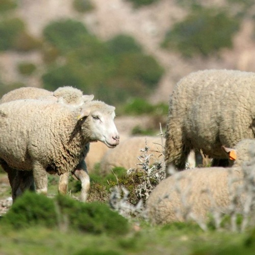 un rebaño de ovejas está pastando en un campo