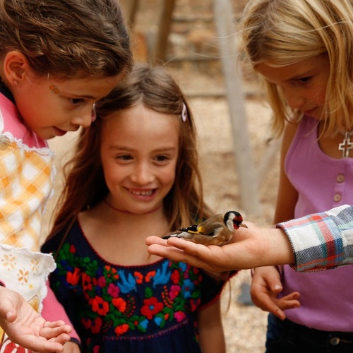 tres niñas miran un pájaro en una persona 's mano