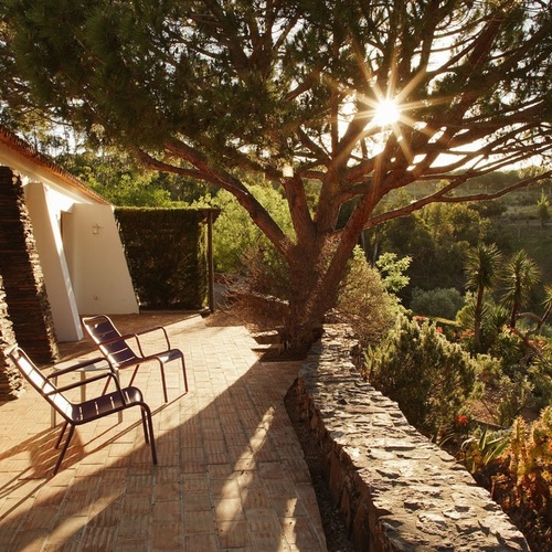 el sol brilla a través de los árboles en el patio