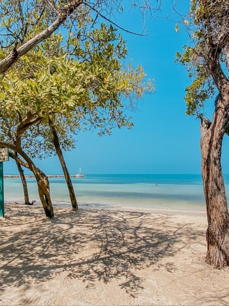 a sandy beach with trees in the foreground and the ocean in the background