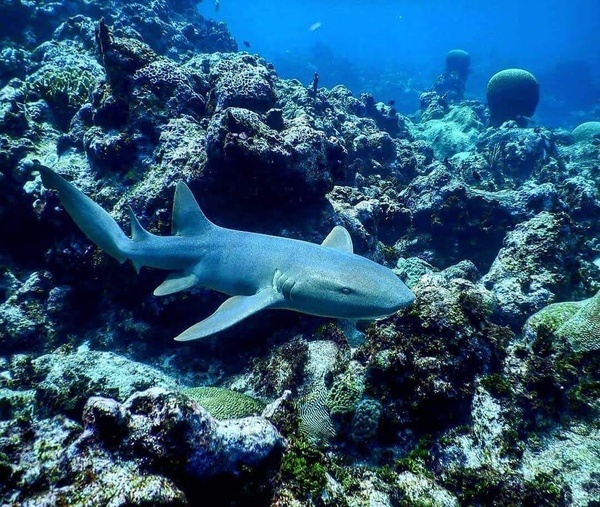 a man is swimming in the ocean with a mask on