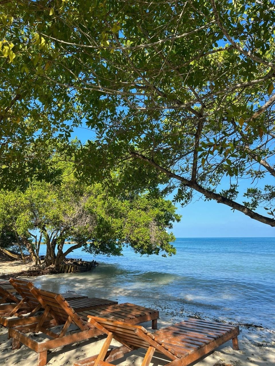 deux lits à baldaquin sont assis l' un à côté de l' autre dans un jardin tropical .