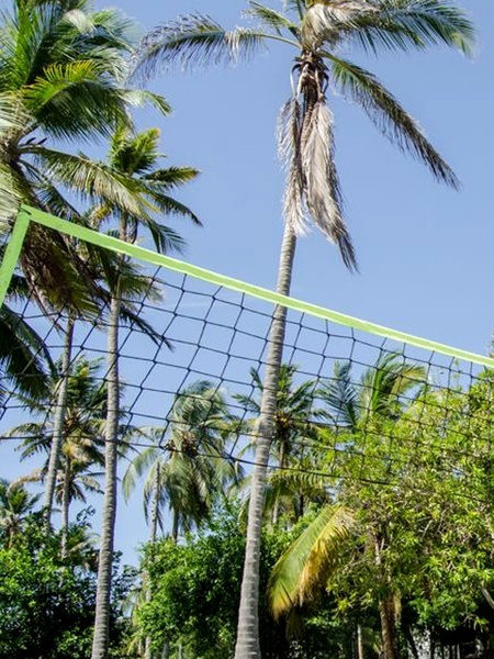 un filet de volley-ball est entouré de palmiers